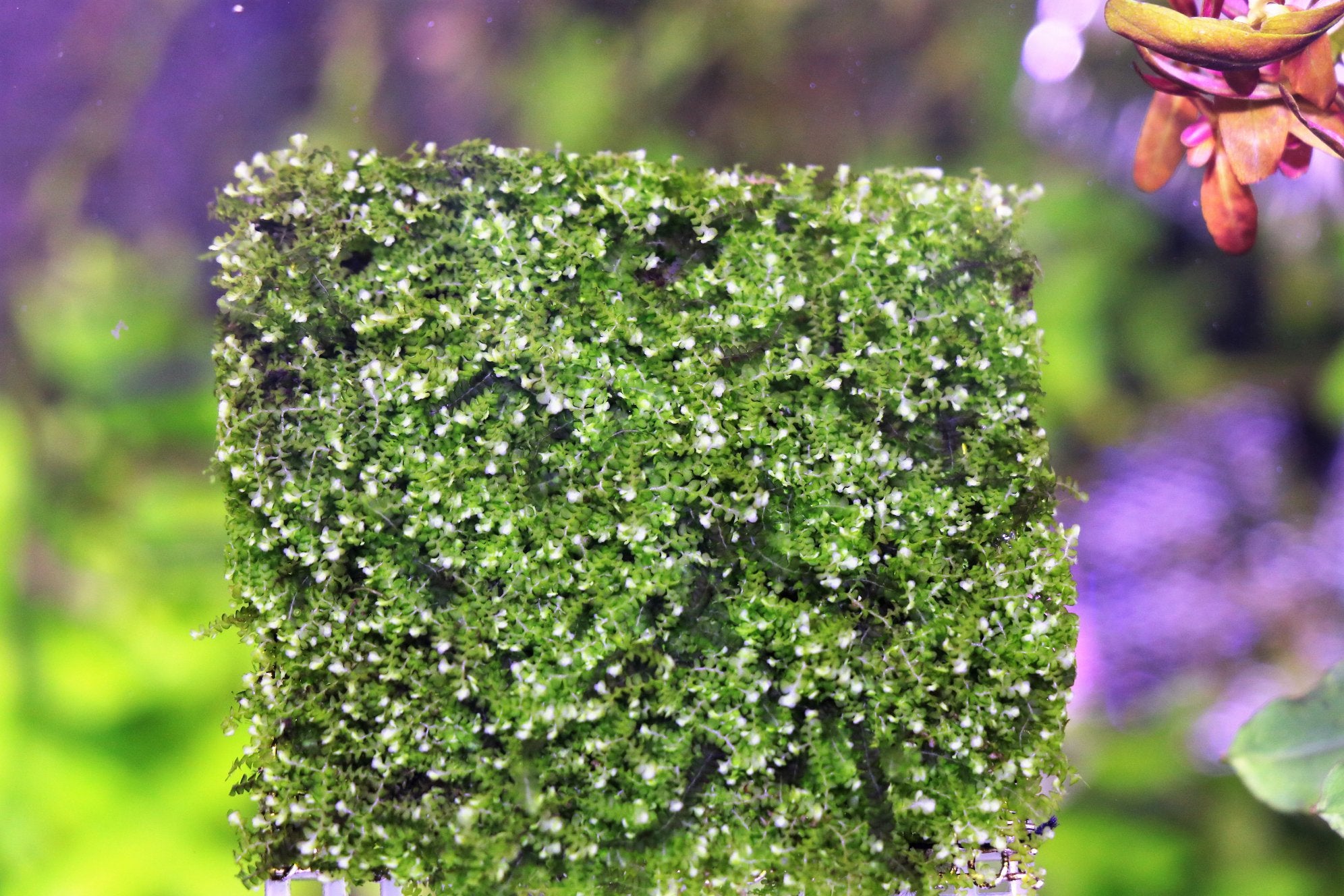 Nature Aquascapes Buce Moss